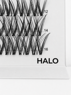 HALO 48 Cluster Lash Box