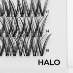 HALO 48 Cluster Lash Box